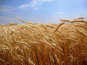 wheat-harvest